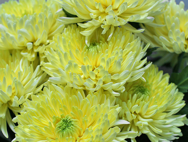 Bouquet of Yellow Ball-shaped Chrysanthemums photo